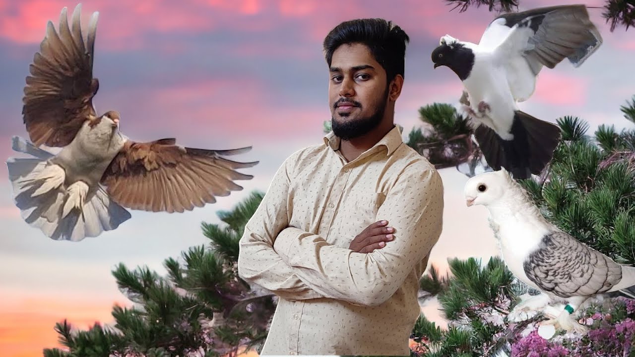 Imported Lineage Beautiful Fancy pigeons available in Bangalore at lowest prices