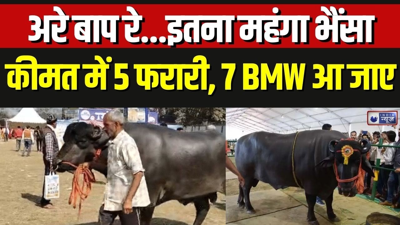 Panipat Buffalo Vidhayak: 15Cr. के 'विधायक' भैंसे से मिलिए, कीमत में 5 फरारी, 7 BMW आ जाए