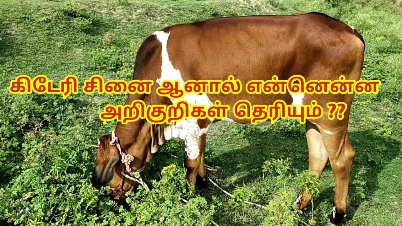 கிடேரி சினை ஆனால் என்னென்ன அறிகுறிகள் தெரியும்???
