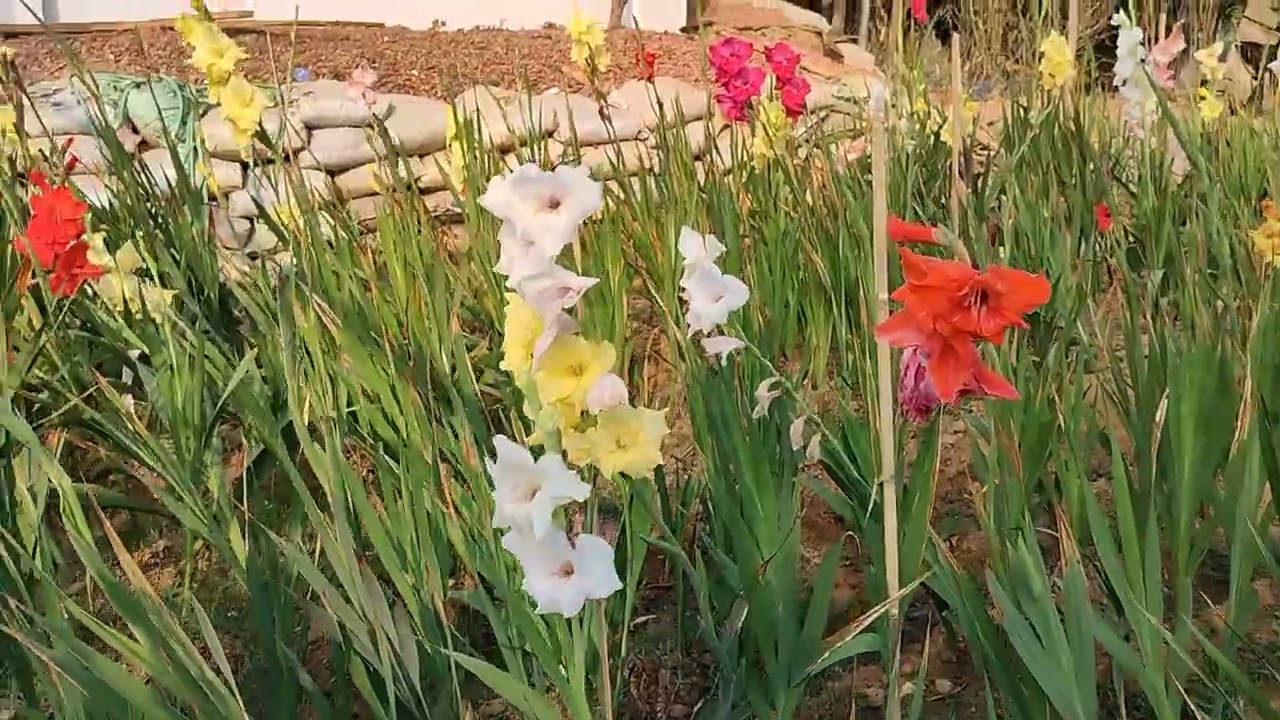 Champaknagar Santikali Ashram Phool Bagan | Beautiful Flower Garden & Peaceful Environment | Tripura