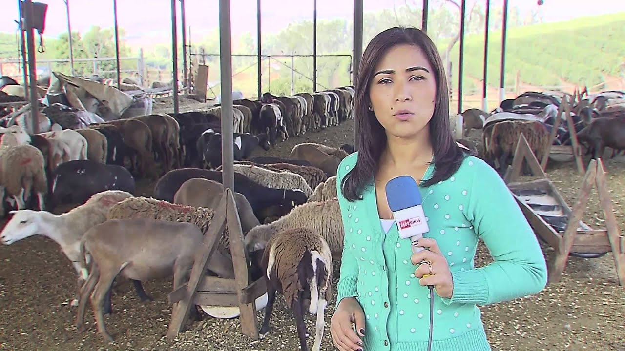 Criação de Cordeiro