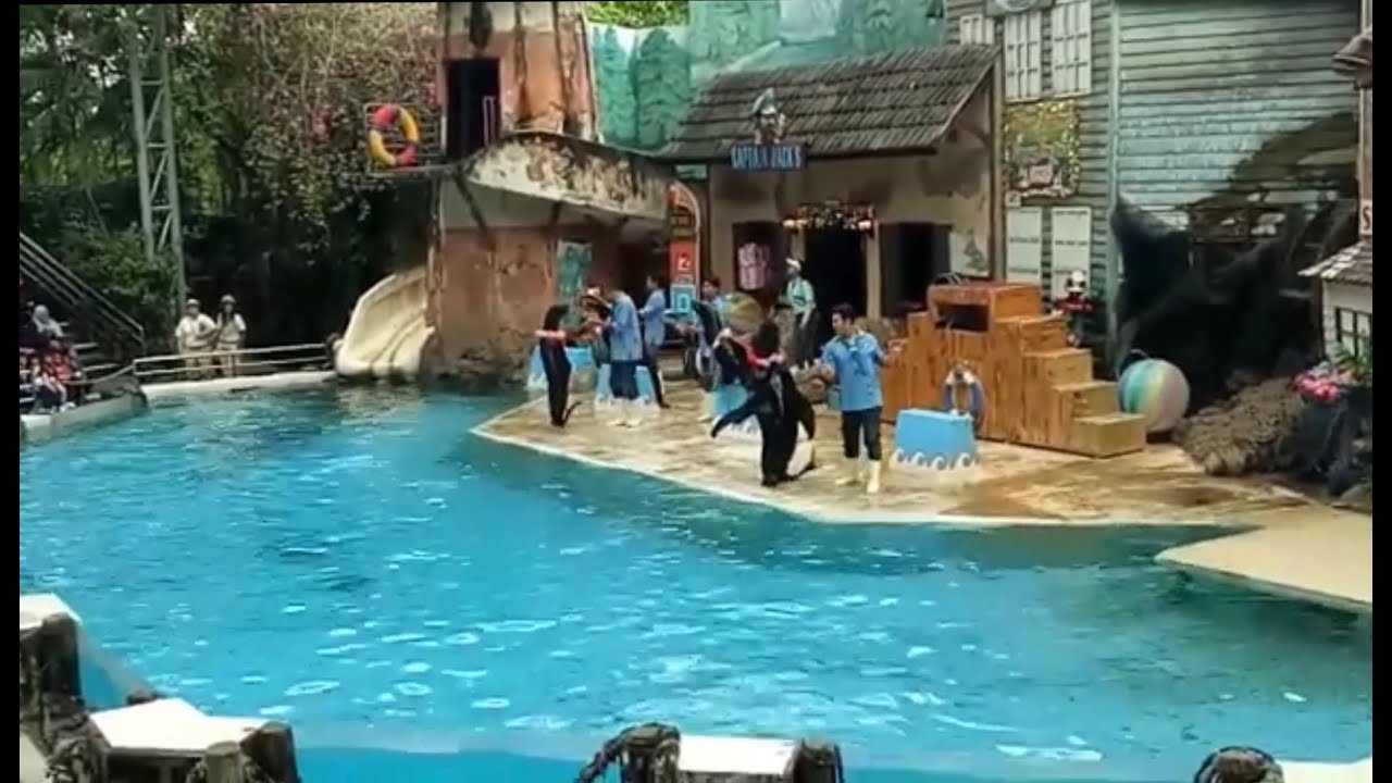 Dolphins & Sea Lions Show|Safari World Bangkok