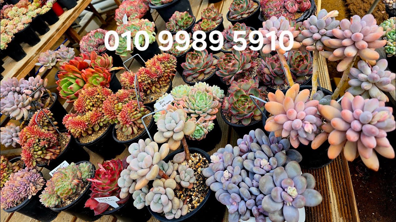 예쁘고 귀여운 동글동글미인들~유럽미인/아메치스/루비로망/스타마크철화/뉴진스/시푸러스/오렌지/먼로금/오팔리나군생등등