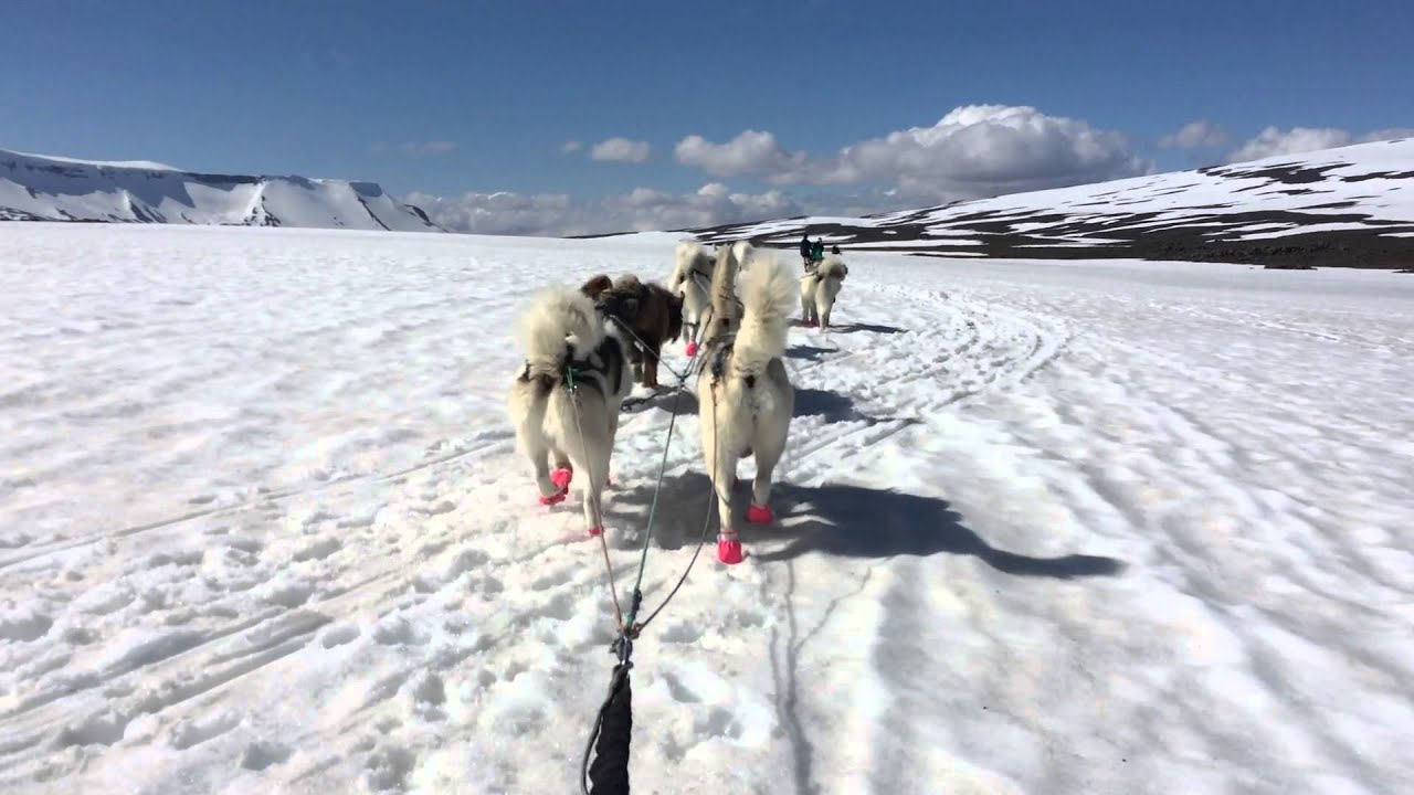 Dog Sledding in Iceland