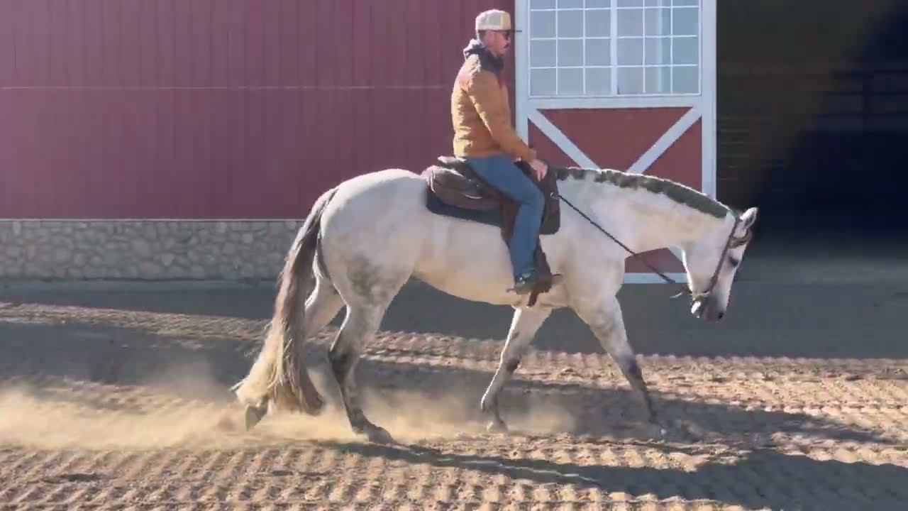FOR SALE: “Catch The Moxie” 2017 AQHA GELDING 