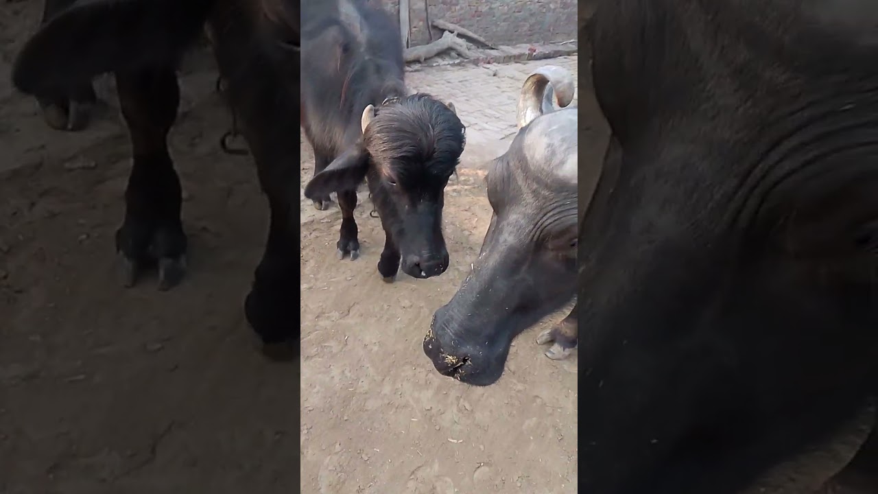 शाबाश बेटे की जान मान गे तनै 