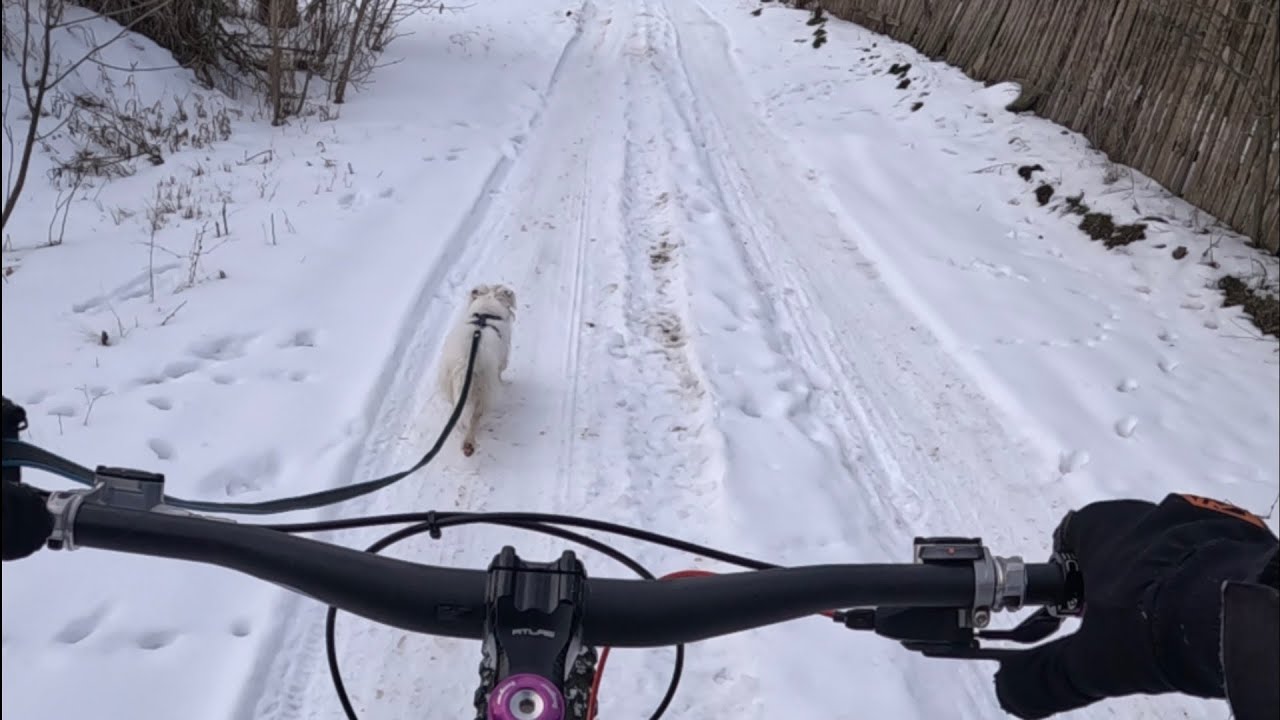 Катаюсь на велосипеде по снегу с собакой! 