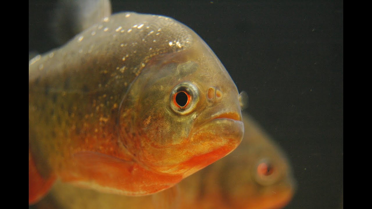 Piranha en aquarium de 250l