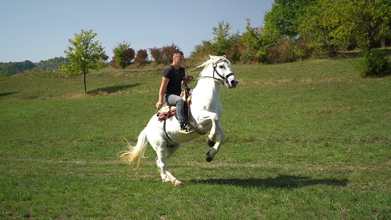 MA NEDAM SVOG BOSANCA ZA PUN KOFER PARA