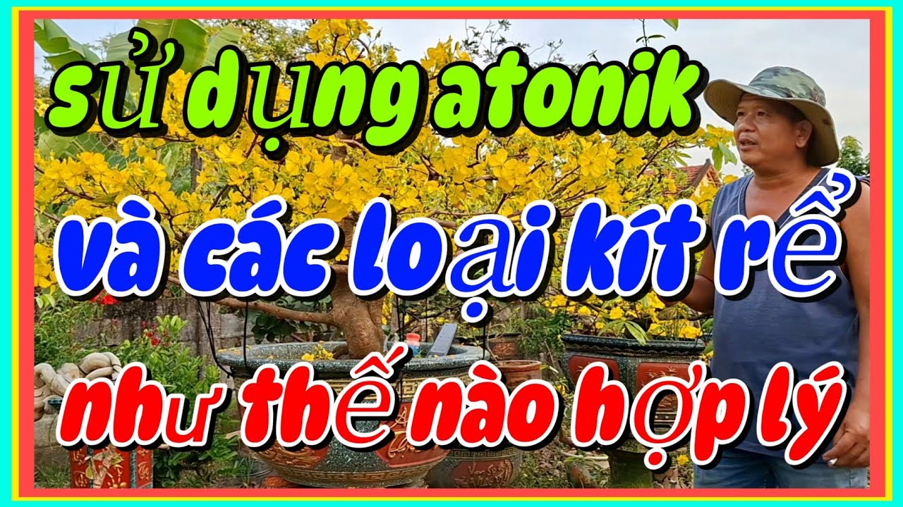 Sử dụng atonik và các loại kít rể cho mai vàng như thế nào hợp lý