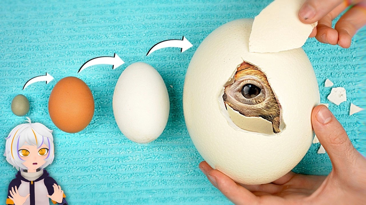 Incubé los Huevos Más Grandes y Más Pequeños del Mundo | ChuyMine REACCIONA a Dr. Plants