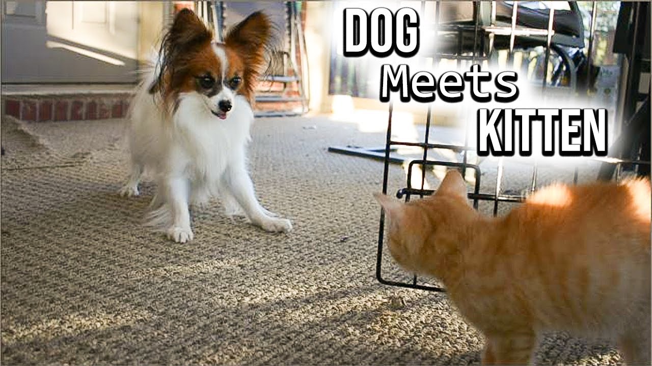 Dog Meets Kitten for the FIRST TIME // Percy the Papillon Dog