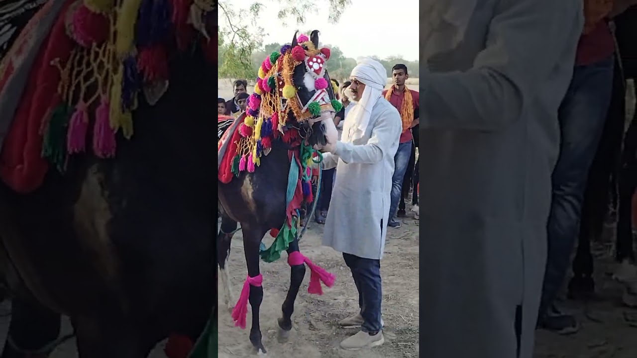 कलश यात्रा में एक से बढ़कर एक घोड़ों क डांस वीडियो जिसे देखकर आपको मजा आ जायेगा। कलश यात्रा वीडियो 3