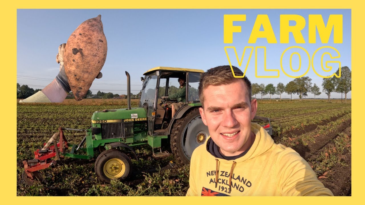 GROOTSTE aardappel 2023? - ZOETE aardappel oogst! - Farm Vlog
