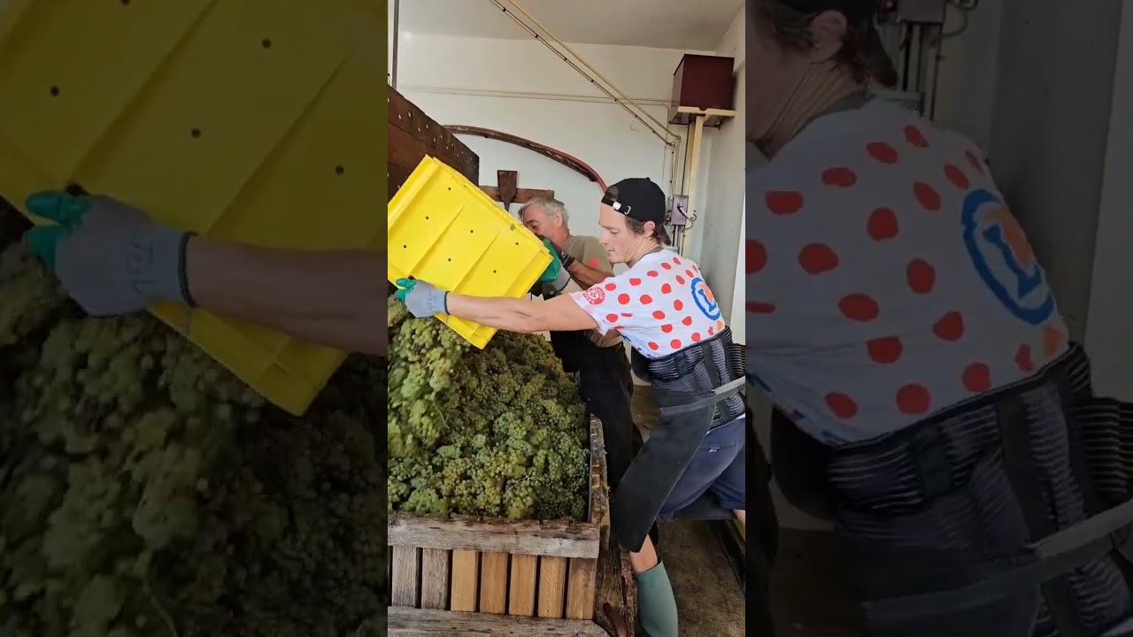 Grape Pressing in Champagne 👀🍾@toursinchampagne
