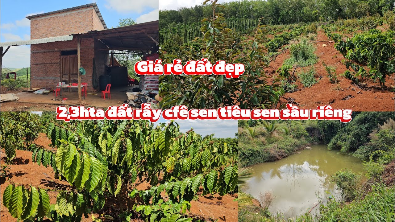 2h3 đất rẫy cfê sen 900 trụ giá rẻ