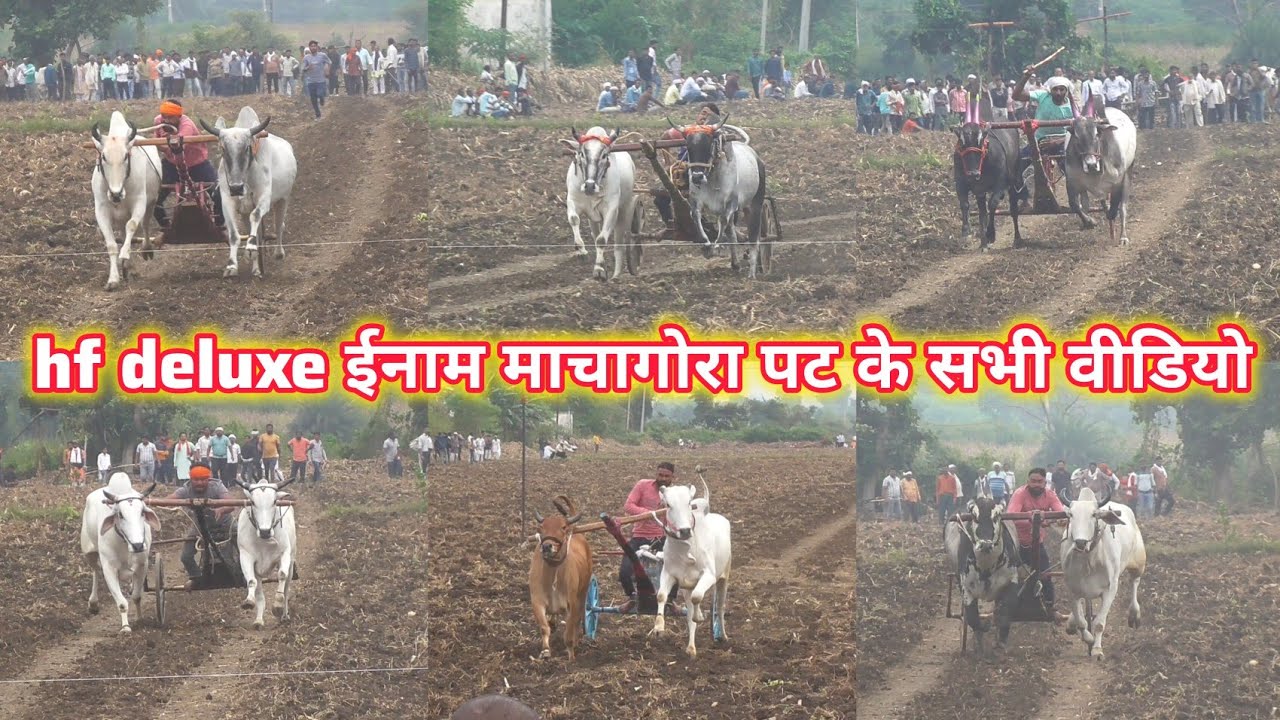 hf deluxe bike पहला ईनाम माचागोरा बामनवाड़ा पट के सभी वीडियो machagora pat ke all videos ox race