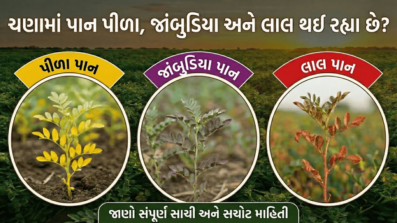 જાણો ચણાના પાન પીળા, જાંબલી કે લાલ થવાના સાચા કારણો અને તેનો ૧૦૦% સચોટ ઉપાય | રોગ છે કે ઉણપ?