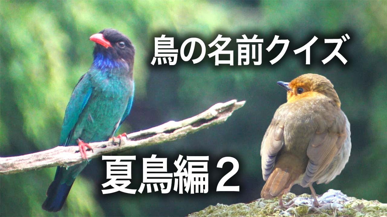 鳥の名前クイズ・夏鳥編２・Bird name quiz Summer bird 2
