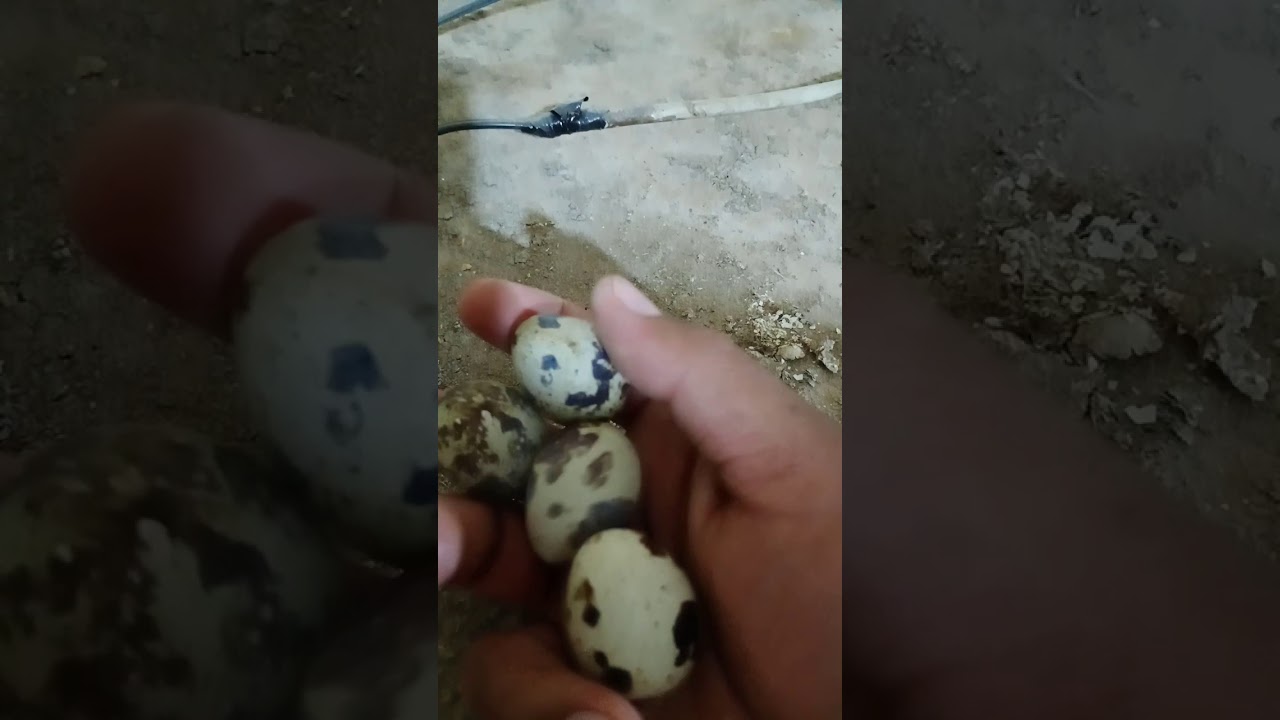 Бөдене жұмыртқасын қалай таңдап, қалай ішкен дұрыс 👉