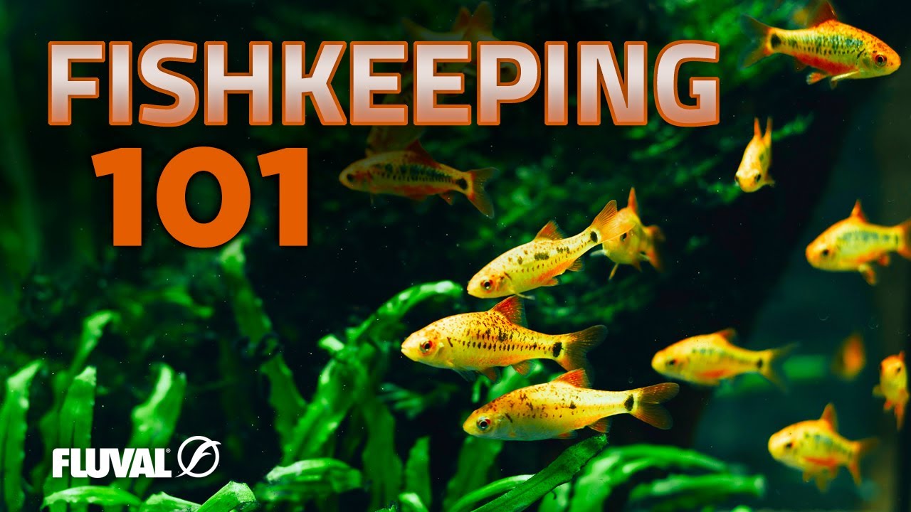 Getting Started in Aquarium Keeping: What You Need to Know!