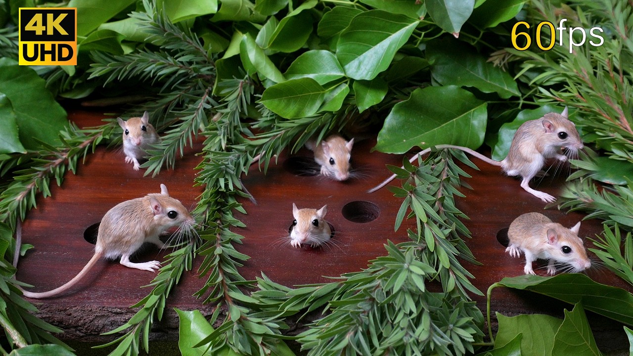 Cat TV Mice Hide and Seek Extravaganza in 4K UHD – Ultimate Cat TV games Entertainment