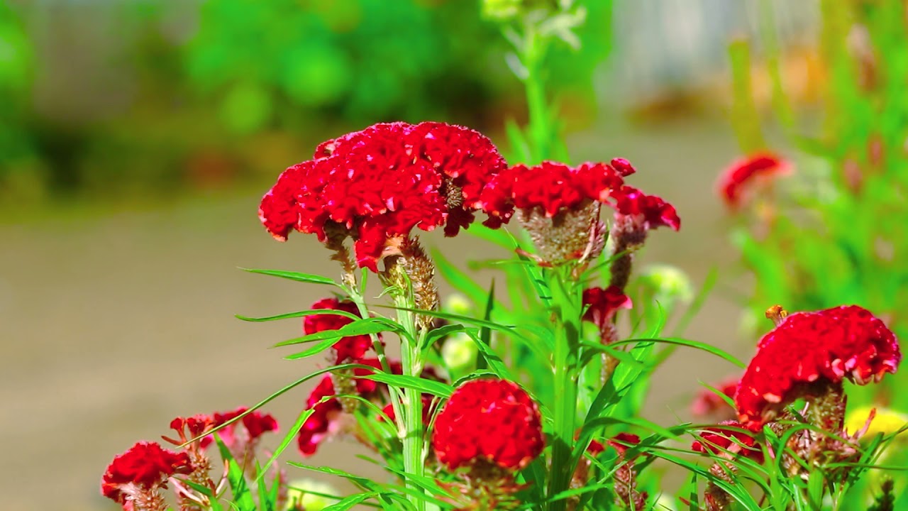 Beautiful flower   beautiful Flower Ser Morn  Amazing ​Flowers #Short EP  4