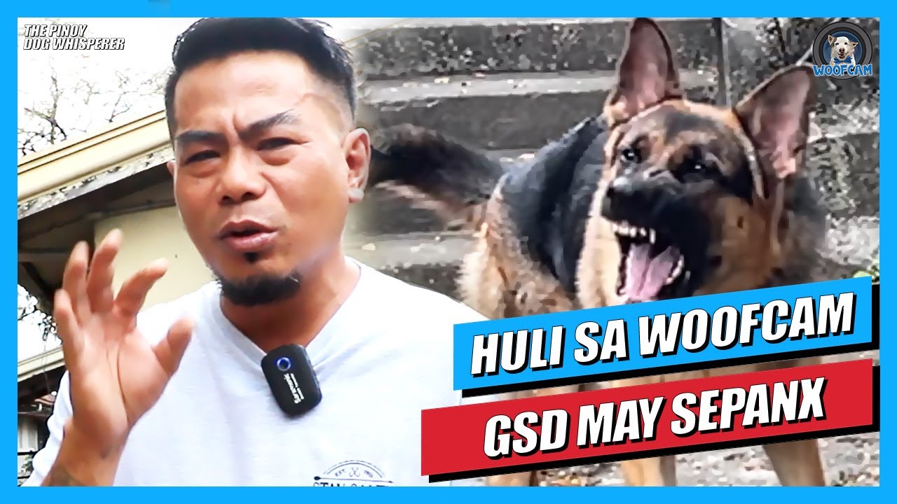 WOOFCAM: GSD Na May Sepanx