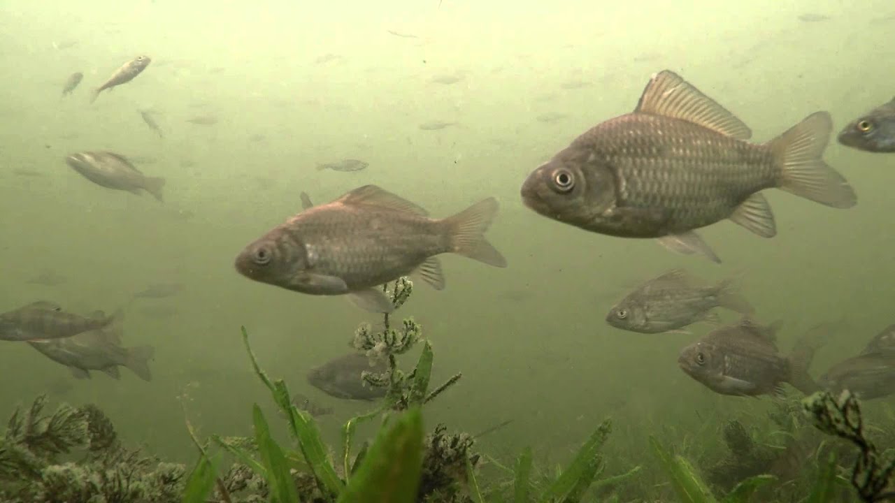 Underwater Tisza - Víz alatti felvételek a Tiszaladányi Holt-Tiszában