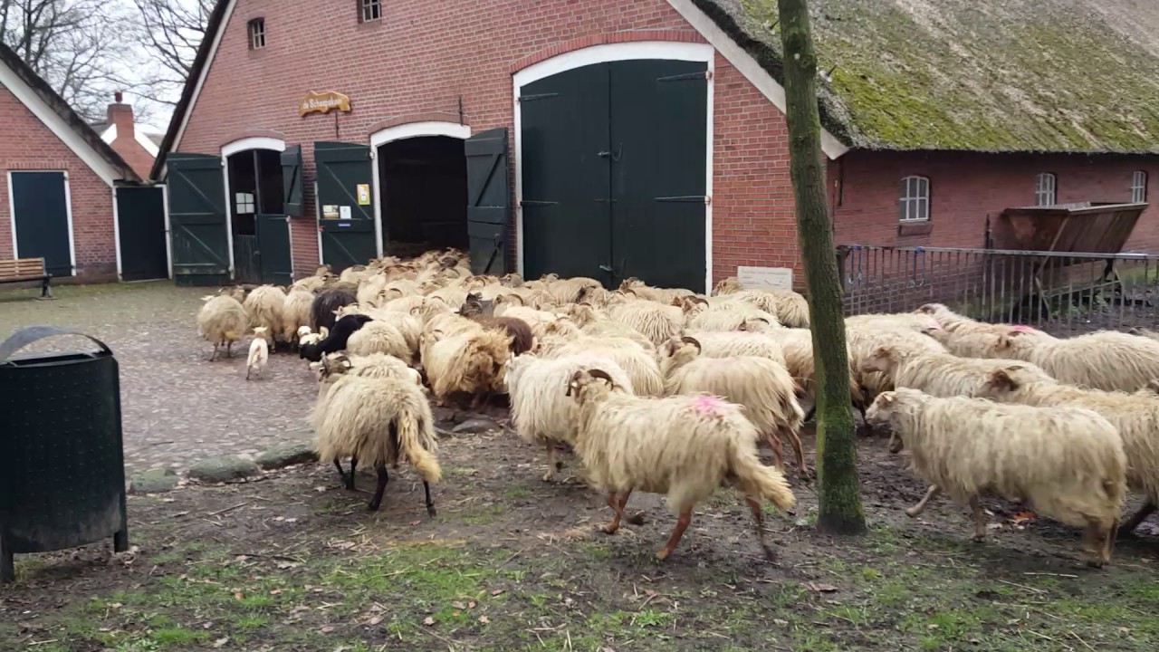 Exloo 2017 lammetjes voor het eerst buiten