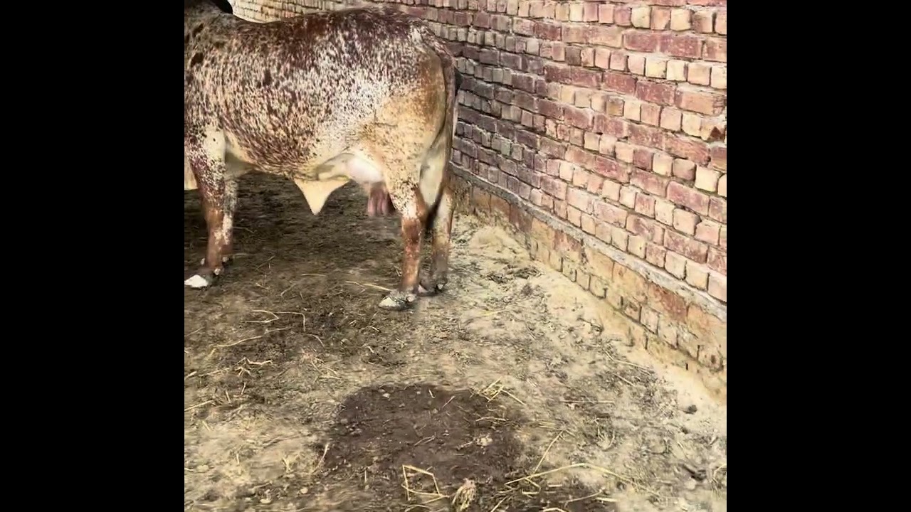 Rathi cow