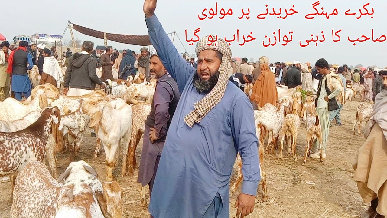 بکرے مہنگے خریدنے پر مولوی صاحب کا ذہنی توازن خراب ہو گیا بکرا منڈی کی فریش آپڈیٹ |farming |animals 
