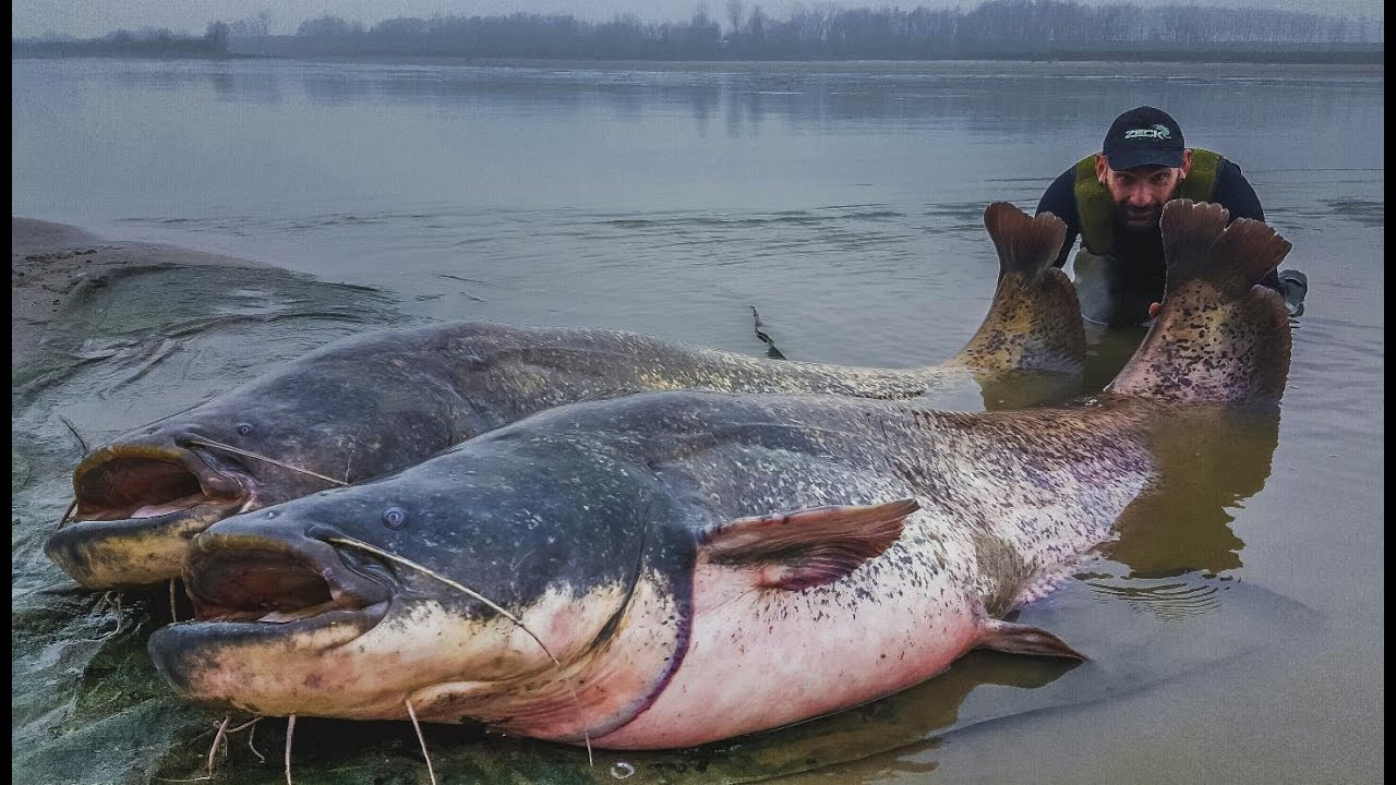 Monster Big Italian Catfish Caught on Camera - HD by Yuri Grisendi