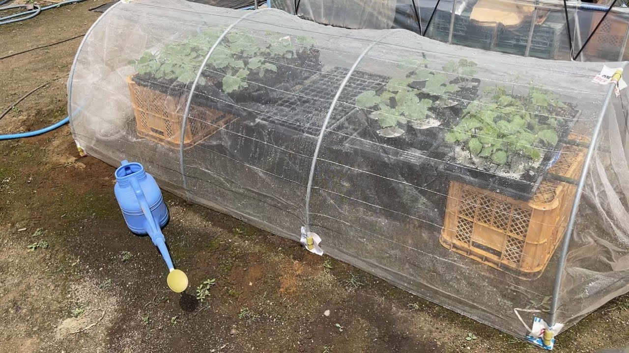 これ知らないと水あげても苗が枯れます！【正しい防虫ネットの扱い方と苗床の作り方】22/7/30