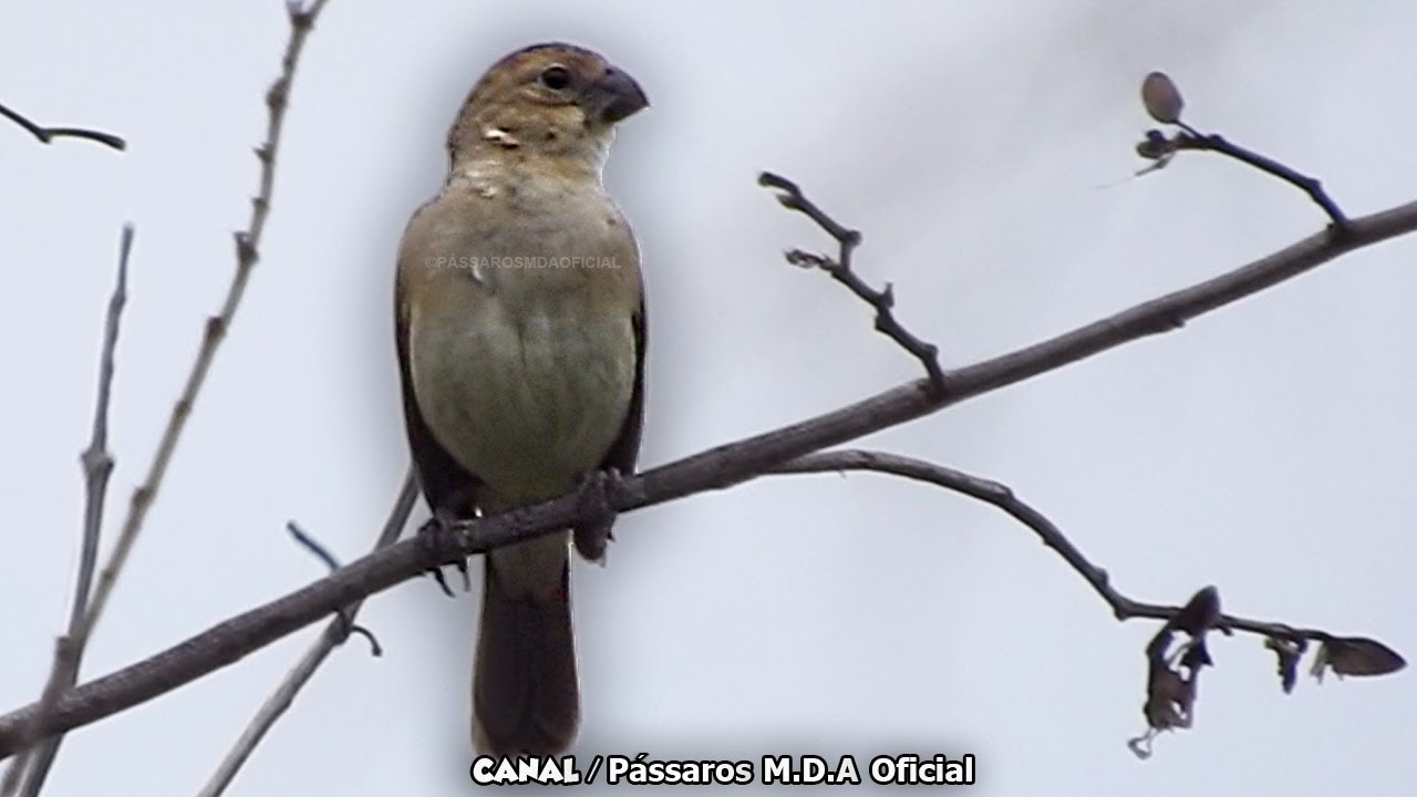 Fêmea de golinha chamando na natureza para enlouquecer seus Campeões !