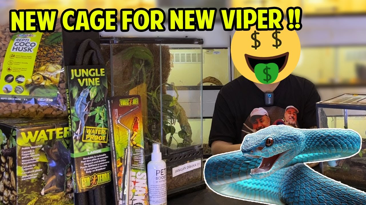 MY NEW VIPER !! BLUE INSULARIS