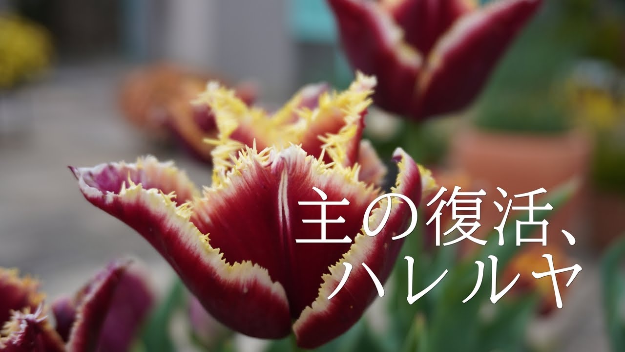 讃美歌21 333「主の復活、ハレルヤ」多重録音