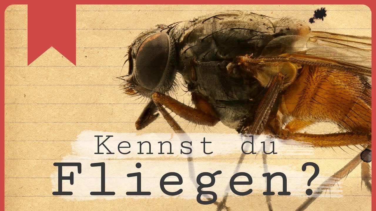 Fliegen: Ein Blick hinter die Vorurteile