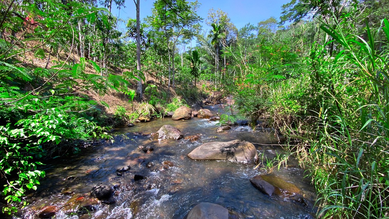 Relaxation & Sleep in Only Minutes with Calming Water Sounds from Gentle Forest River Under Blue Sky
