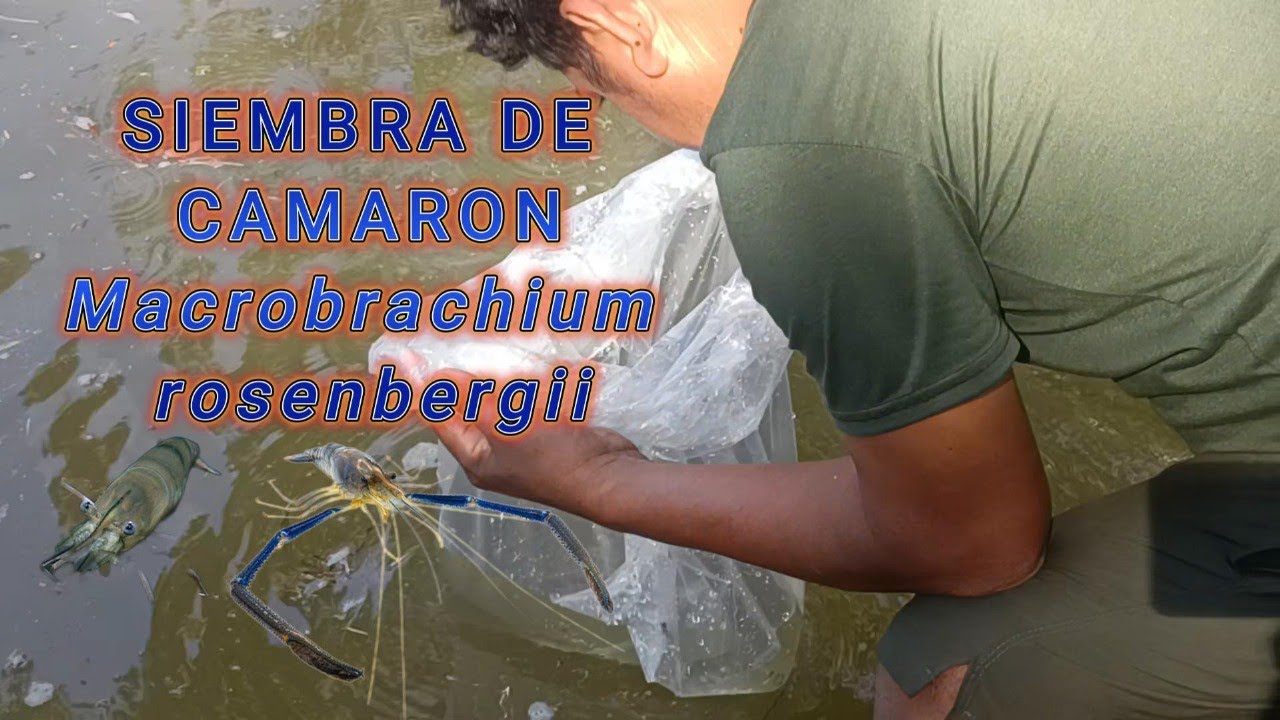 ¡Siembra de Camarón Gigante de Malasia! 🌊 Transporte, Aclimatación y Recomendaciones Clave 🦐