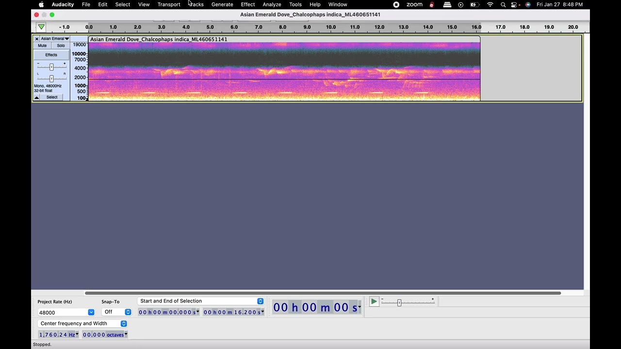 How to edit bird calls in Audacity for team waponi
