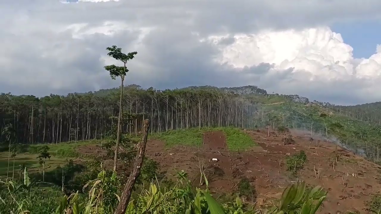 Hutan Kontrak kalipada 
