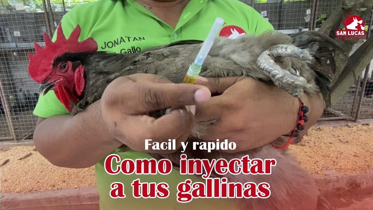 Cómo inyectar correctamente a gallos y gallinas | Granja San Lucas