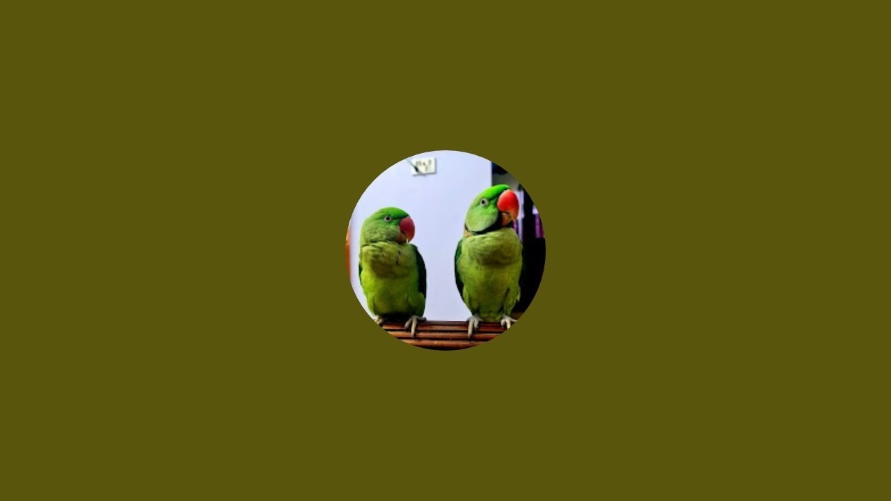 Peekuu and Meekuu  is live