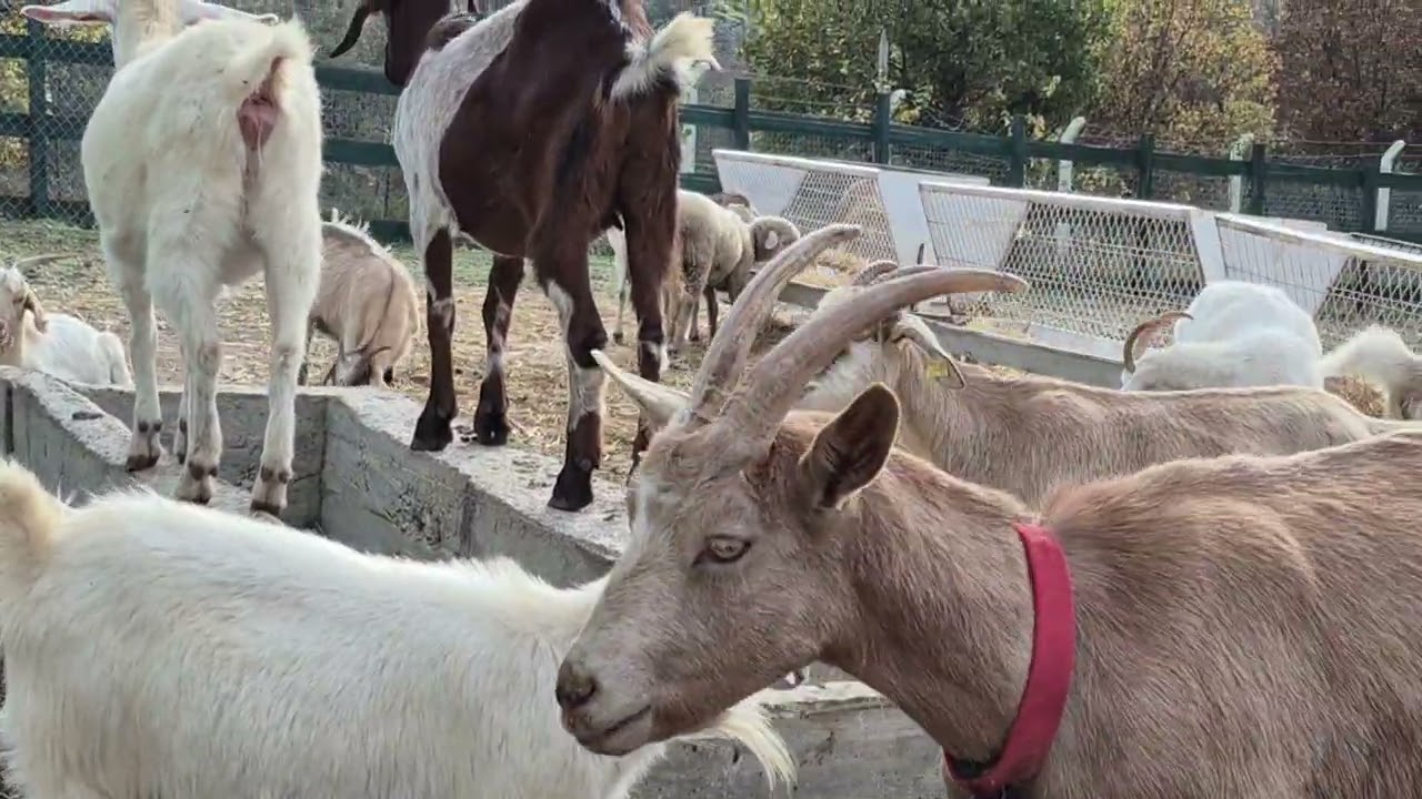 KEÇİ
