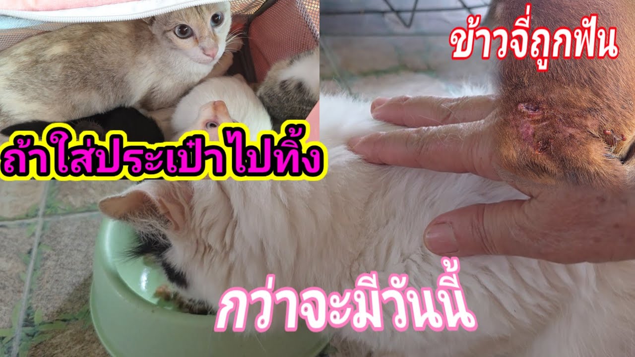 กว่าจะมีวันนี้ไม่ง่าย ถ้าใส่กระเป๋าไปทิ้งทำไง ข้าวจี่ถูกฟัน28.ก.พ.69@cats_home 
