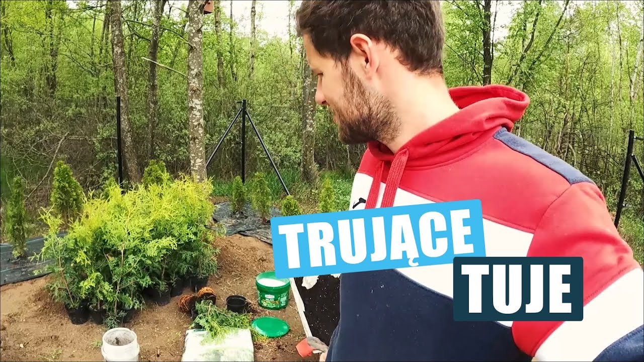 WSZĘDZIE TE TRUJĄCE TUJE  |  Ile kosztuje żywopłot z tuj