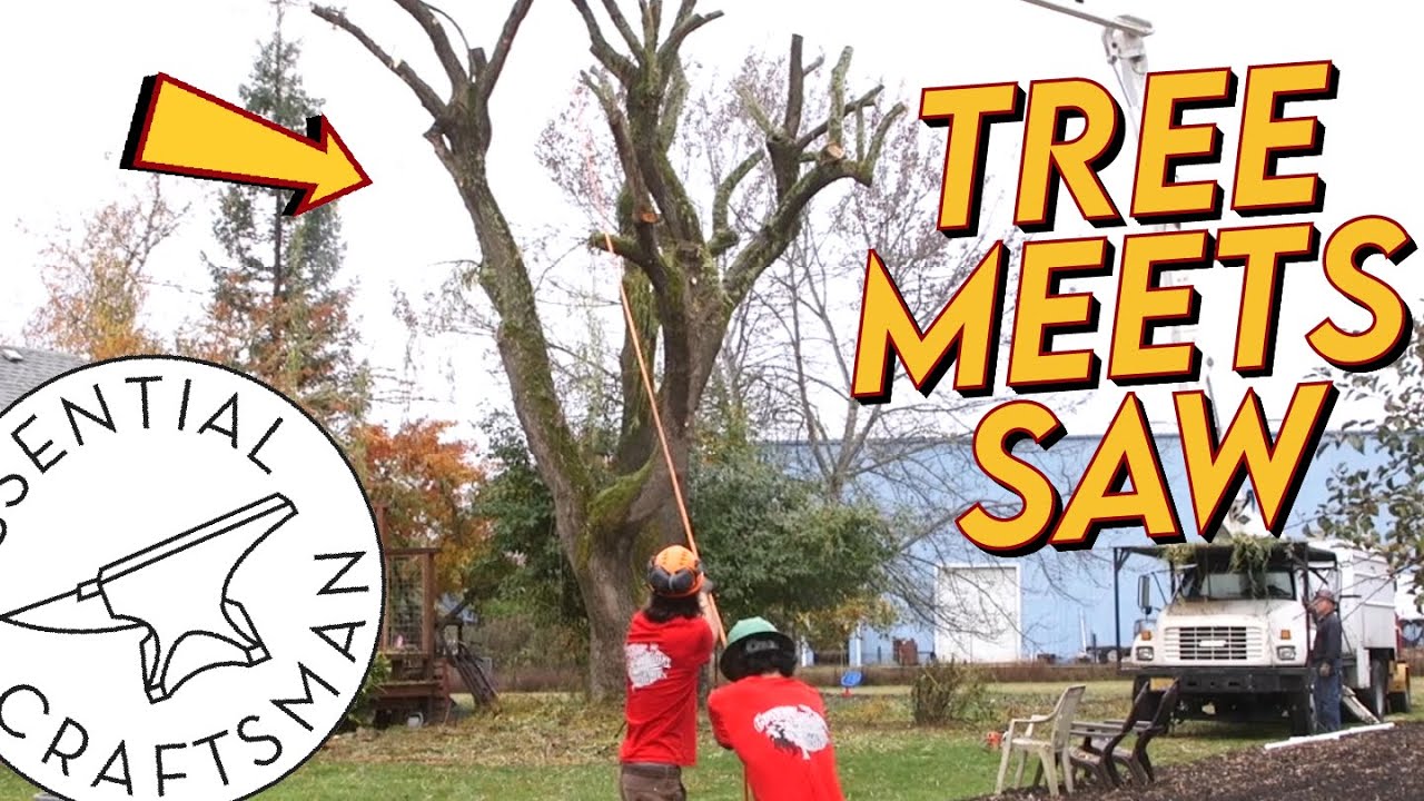 Trimming (MASSACRE) a Large Willow Tree