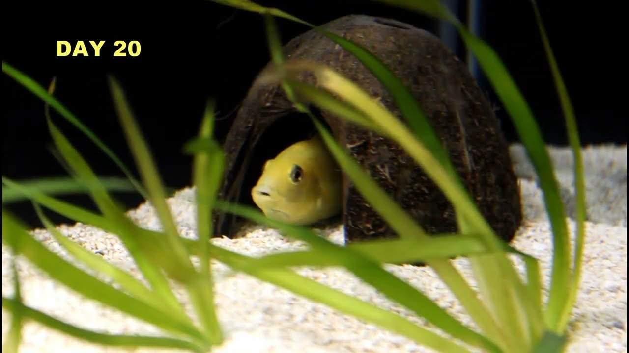 Yellow Lab Cichlid Holding And Releasing Fry