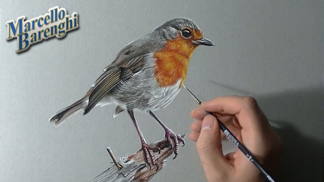 How to draw a Robin bird